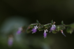 Pogostemon paniculatus